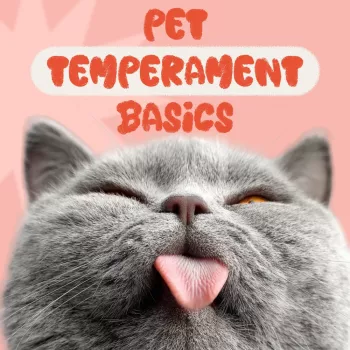 Read Your Pet’s Temperament: Dog & Cat Signals