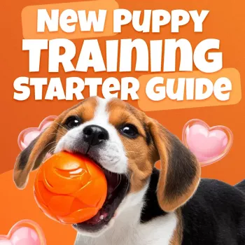 4-Week Puppy Training Plan: Potty, Commands, Socialize